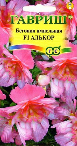 Бегония клубневая ампельная Алькор F1 /Гавриш/