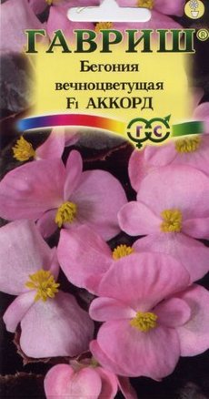 Бегония вечноцветущая Аккорд F1 /Гавриш/