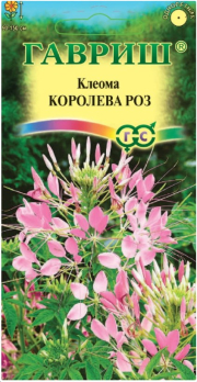 Клеома Королева роз /Гавриш/