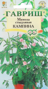Мимоза стыдливая Кампина /Гавриш/