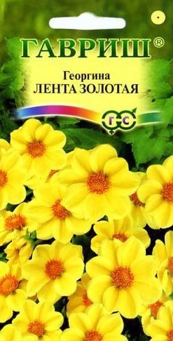 Георгина Лента золотая /Гавриш/