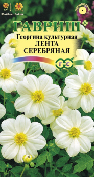 Георгина Лента серебряная /Гавриш/