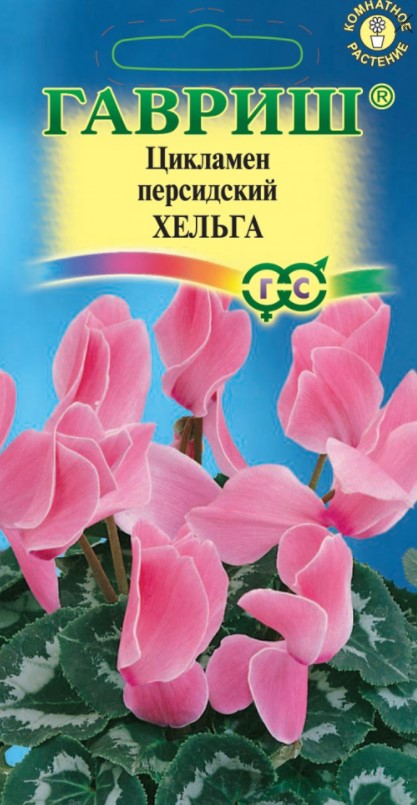 Цикламен Персидский Хельга /Гавриш/