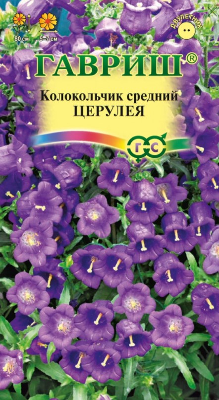 Колокольчик средний Церулея /Гавриш/