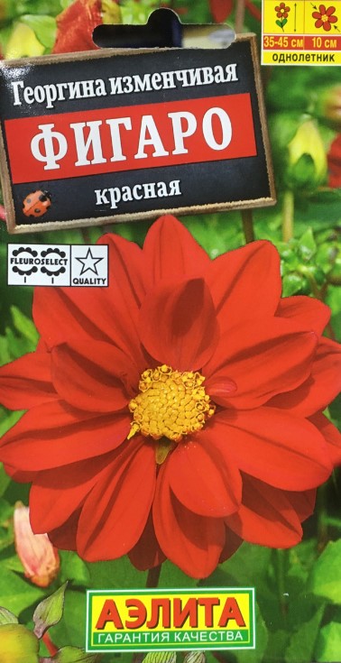 Георгина Фигаро махровая красная (Нидерланды) /Аэлита/