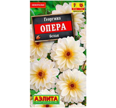 Георгина Опера белая (Нидерланды) /Аэлита/