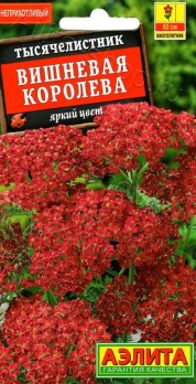 Тысячелистник Вишневая королева (Нидерланды) /Аэлита/