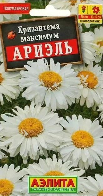 Хризантема Ариель (Нидерланды) /Аэлита/
