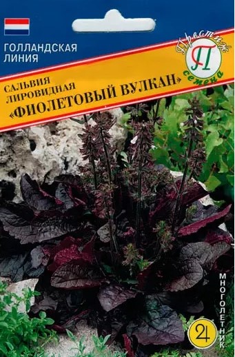 Сальвия лировидная Фиолетовый вулкан многолетник (10шт, Голландия) /Престиж/