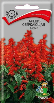 Сальвия сверкающая Костёр (0,1 г) /Поиск/