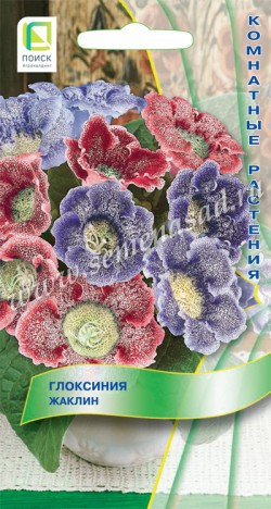 Глоксиния Жаклин (5 шт) /Поиск/