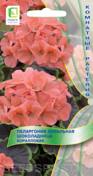 Пеларгония зональная Шоколадница Коралловая (5 шт) /Поиск/