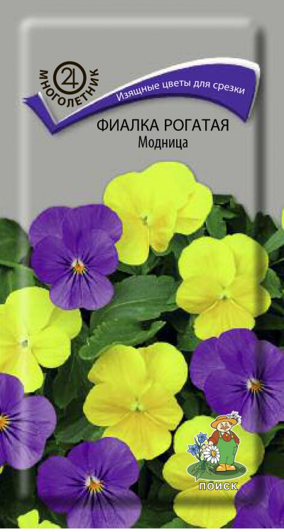 Фиалка рогатая Модница /Поиск/