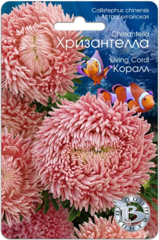 Хризантелла (Астра китайская) Коралл (30шт) /Биотехника/