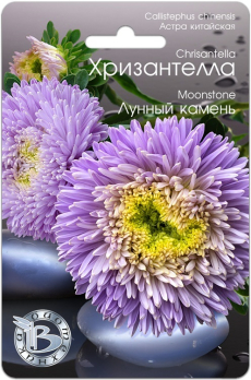 Хризантелла (Астра китайская) Лунный камень (30шт) /Биотехника/