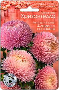 Хризантелла (Астра китайская) Фламинго на закате (30шт) /Биотехника/