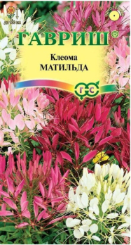 Клеома Матильда (колючая) смесь 0,3г /Гавриш/