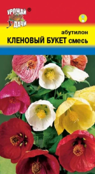 Абутилон Кленовый букет /Урожай удачи/
