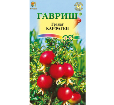 Гранат карликовый Карфаген /Гавриш/