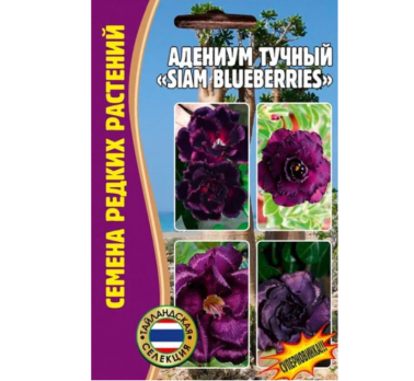 Адениум Siam Blueberries 3шт. /Григорьев/