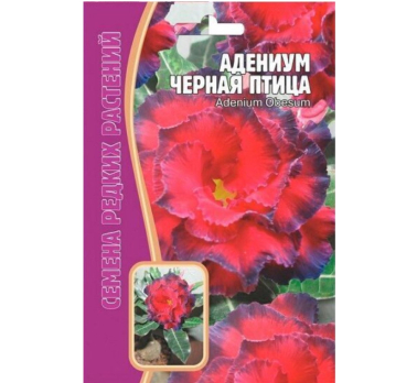 Адениум Черная Птица Black Bird Adenium Obes 3 шт. /Григорьев/