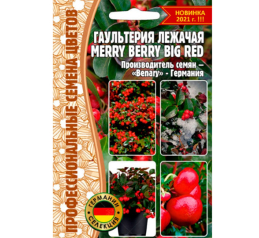 Гаультерия Merry Berry Big Red лежачая 3шт. /Григорьев/