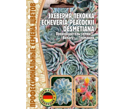 Эхеверия Пекокка 5шт /Григорьев/