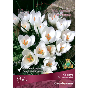 Крокус ботанический Сноубатин 10 шт /Поиск/
