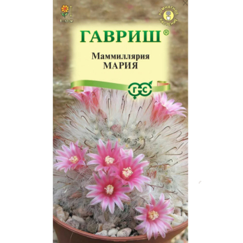 Маммиллярия Бокасанская (Кактус) Мария 2шт /Гавриш/