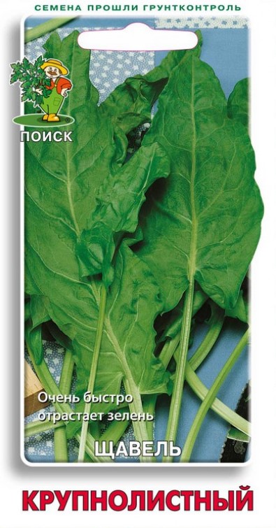 Щавель Крупнолистный /Поиск/