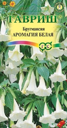 Бругмансия Аромагия белая /Гавриш/