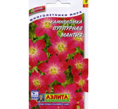 Камнеломка Пурпурная мантия /Аэлита/