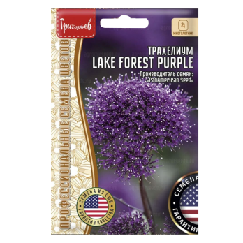 Трахелиум Lake Forest Purple (3шт) /Григорьев/