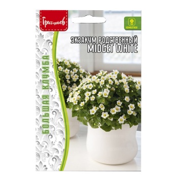 Экзакум Midget White родственный (10шт) /Григорьев/