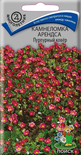 Камнеломка Арендса Пурпурный ковёр (0,01 г) /Поиск/