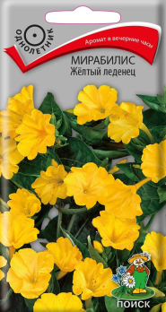 Мирабилис Желтый леденец  /Поиск/