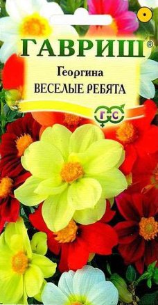 Георгина Веселые ребята Смесь /Гавриш/