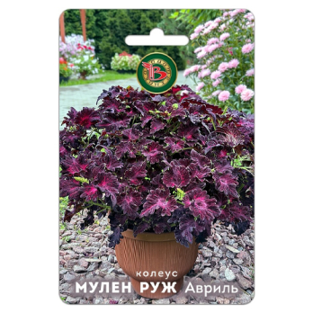 Колеус компактный фистончатолистный Мулен Руж Авриль /Биотехника/