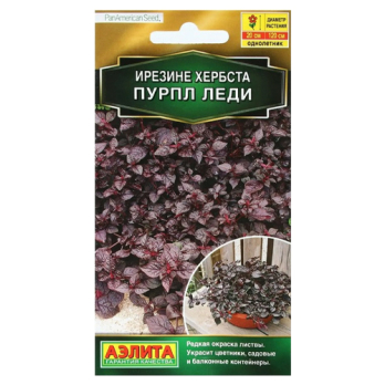 Ирезине Пурпл леди /Аэлита/