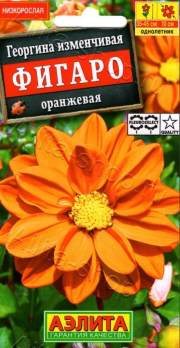 Георгина Фигаро махровая оранжевая (Нидерланды) /Аэлита/