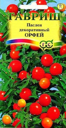 Паслен декоративный Орфей /Гавриш/