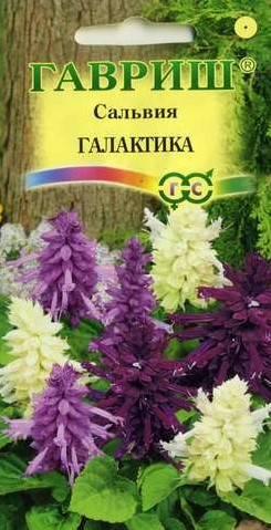 Сальвия Галактика карликовая смесь /Гавриш/