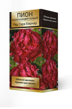 Пион молочноцветковый Сара Бернар /Поиск/