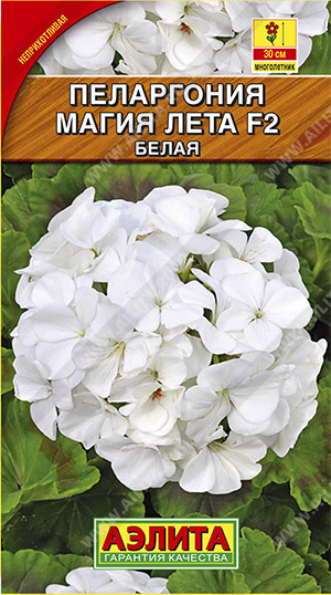 Пеларгония зональная Магия лета F2 белая /Аэлита/