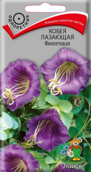 Кобея лазающая Фиолетовая (5 шт) /Поиск/