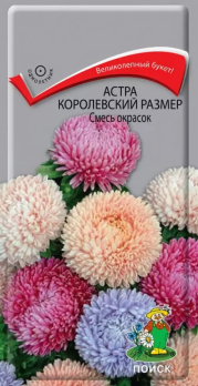 Астра королевский размер Смесь окрасок /Поиск/