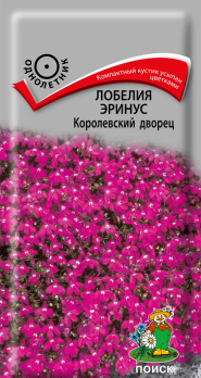 Лобелия эринус Королевский дворец /Поиск/