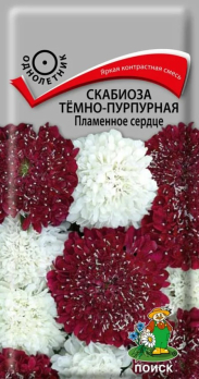 Скабиоза тёмно-пурпурная Пламенное сердце (10 шт) /Поиск/