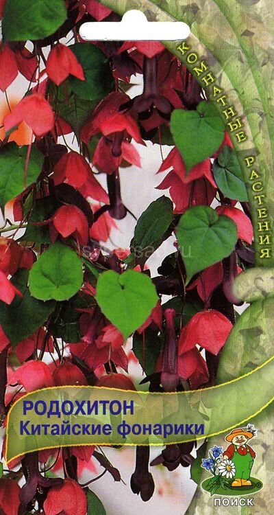 Родохитон Китайские фонарики (5 шт) /Поиск/