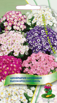Цинерария Кровавая Высокорослая смесь (0,01г) /Поиск/